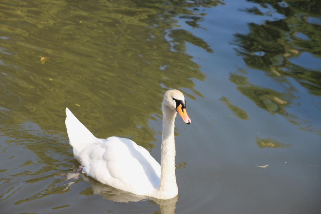 Un cygne dans l'eau avec des reflets d'arbres.