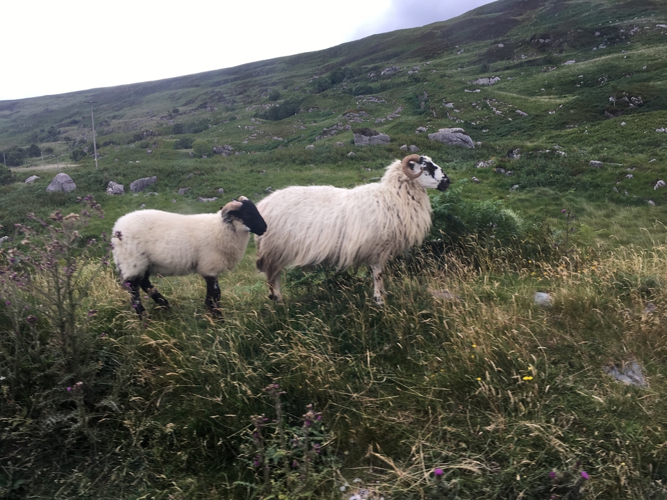 Two sheep standing on a grassy field.
