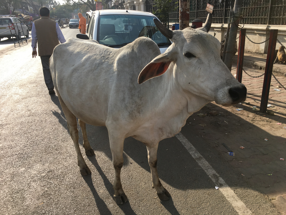 Une vache debout dans la rue avec une personne à proximité.