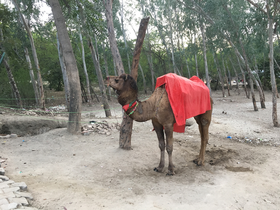 A camel standing tied in a wooded area.