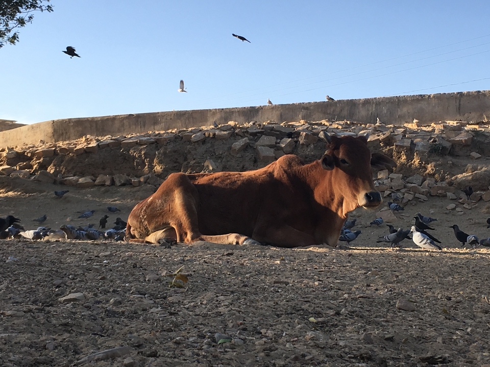 Une vache se reposant sur le sol entourée de pigeons.