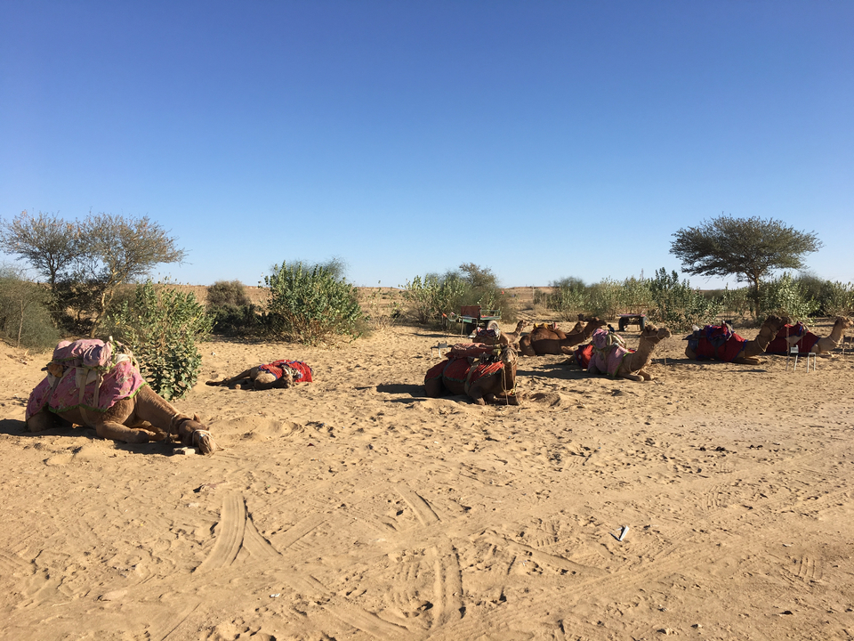 Camels resting in a desert landscape under blue skies.
