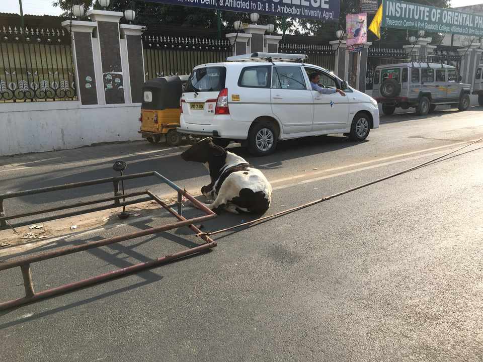 Une scène de rue avec une vache assise sur la route à côté de véhicules.