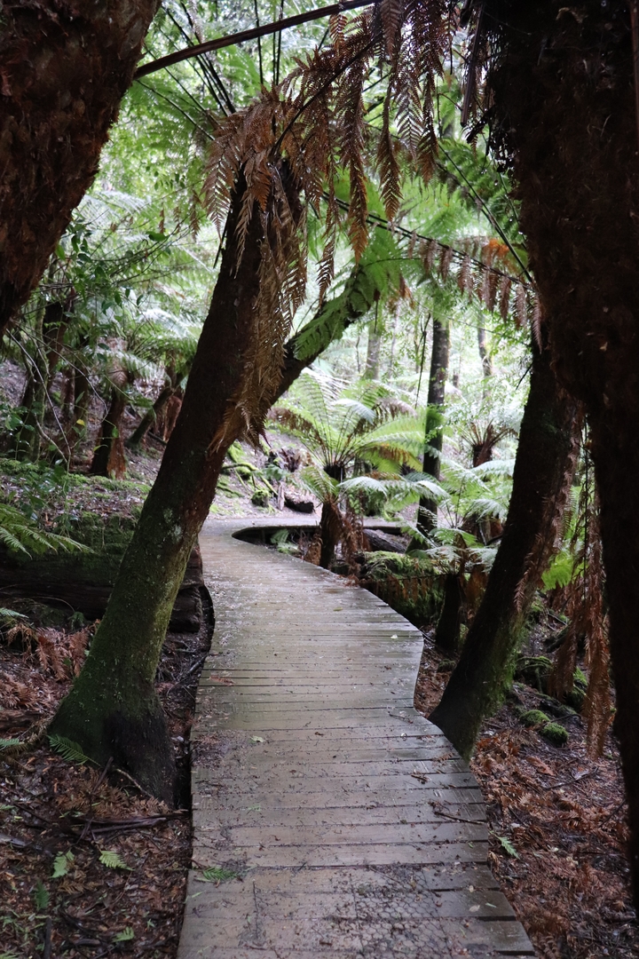 Sentier en bois à travers une forêt luxuriante avec des fougères.