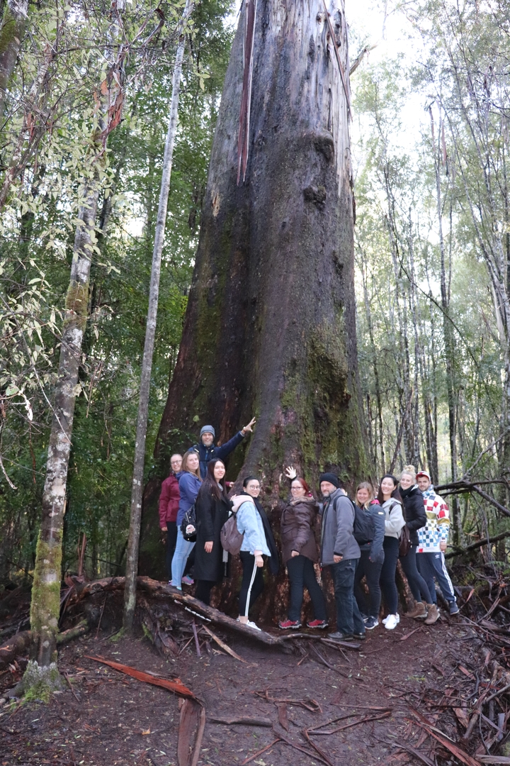 Groupe de personnes debout près d'un arbre massif dans la forêt.