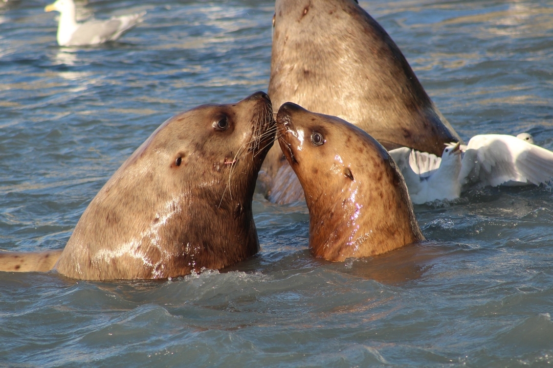 Des lions de mer jouant dans l'eau avec un oiseau en arrière-plan.