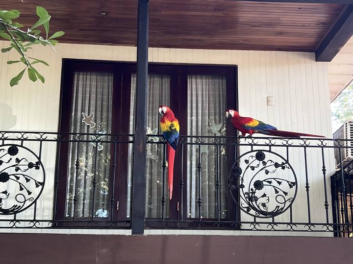 Deux perroquets colorés sur une structure de fer décorative.