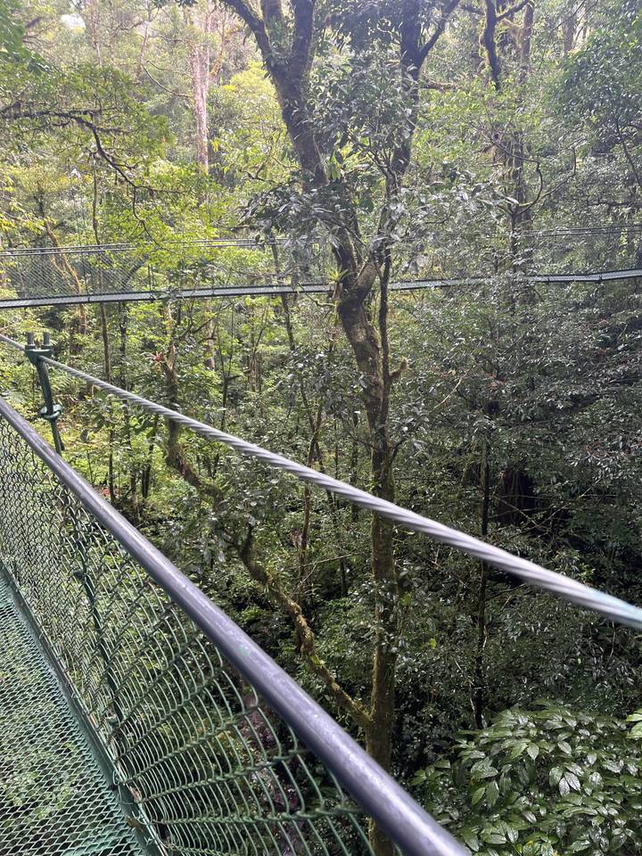 Forêt avec pont suspendu le long des arbres.