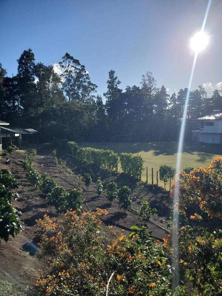 Champ agricole avec des plantes en fleurs sous un ciel lumineux.