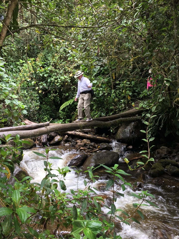 Un homme traversant un pont de rondins au-dessus d'un ruisseau dans une forêt.