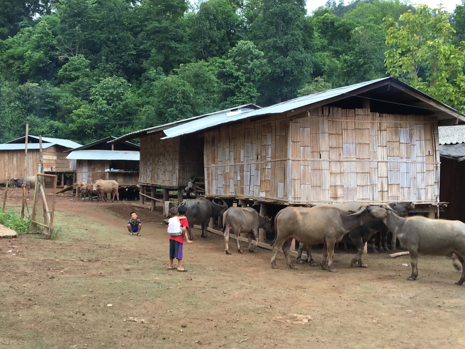 Des enfants et des buffles dans un village rural avec des maisons en bois.