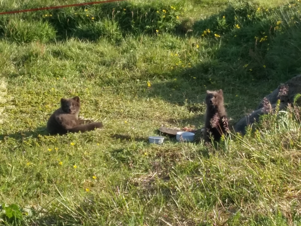 Deux petits animaux assis sur un champ herbeux.