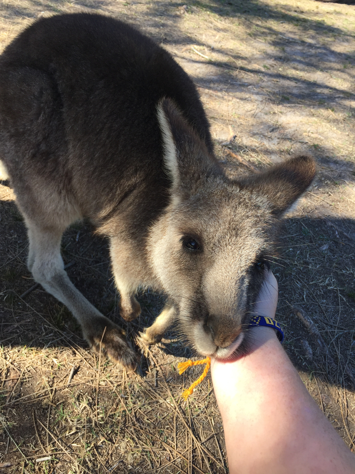 A close-up of a kangaroo being petted.