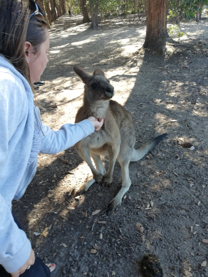 A kangaroo being gently petted by a person.