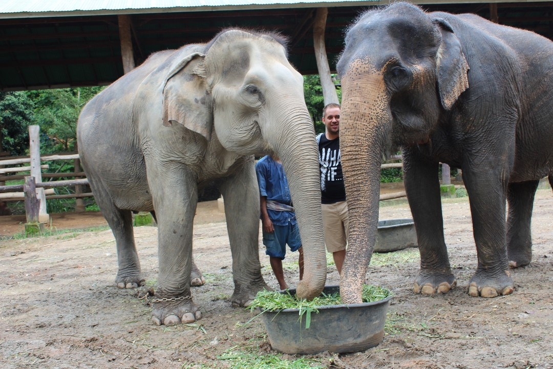 Homme debout avec des éléphants dans un parc.