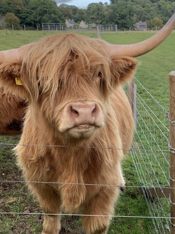 Vue rapprochée d'une vache Highland dans un champ herbeux.
