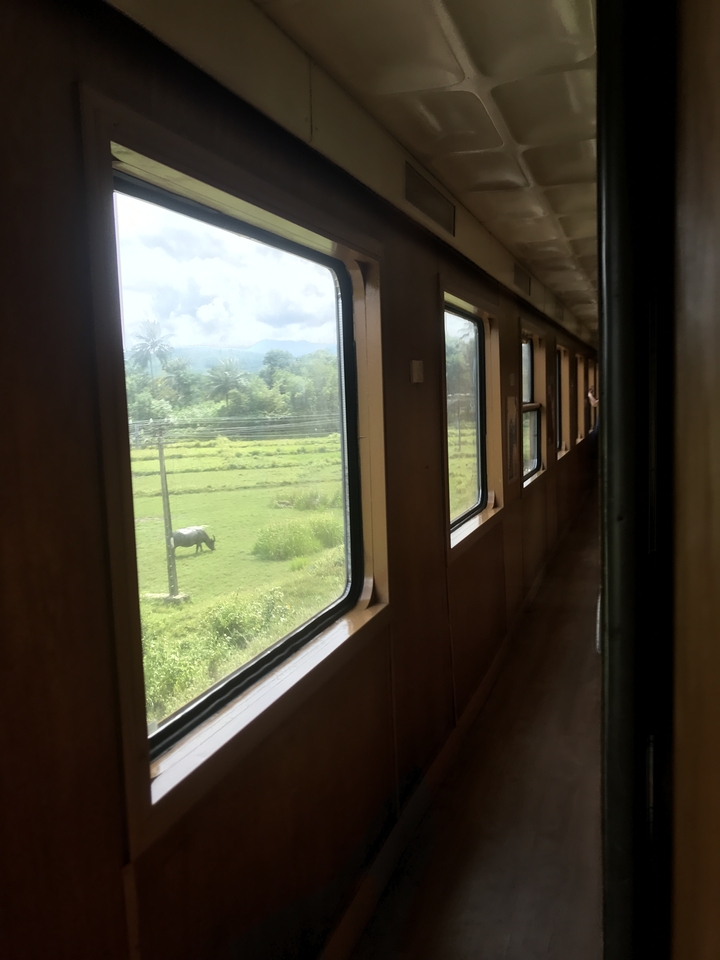 Vue depuis la fenêtre du train montrant un paysage rural avec un buffle qui broute.