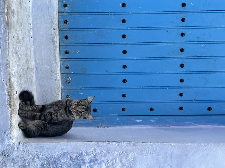 Kopfüber ruhende Katze vor einem blauen Fensterladen.