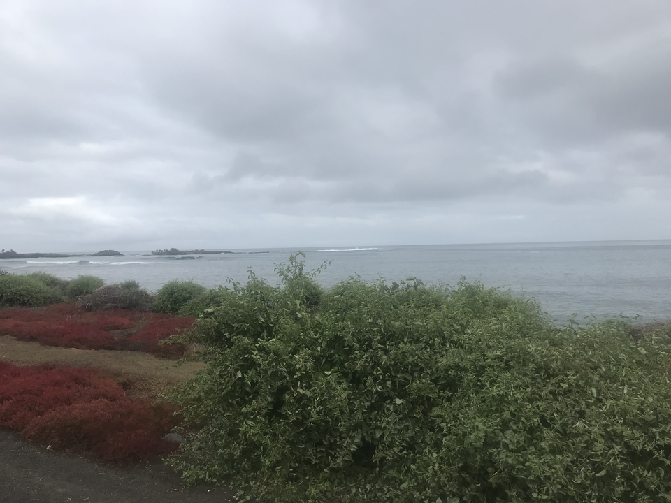 Vue côtière avec arbustes et ciel couvert.
