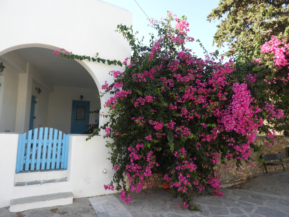 Maison grecque avec des fleurs roses éclatantes.