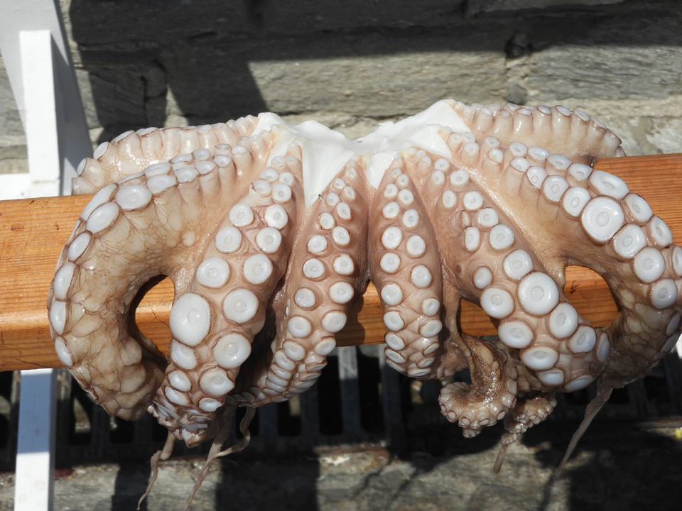 Poulpe séchant au soleil.