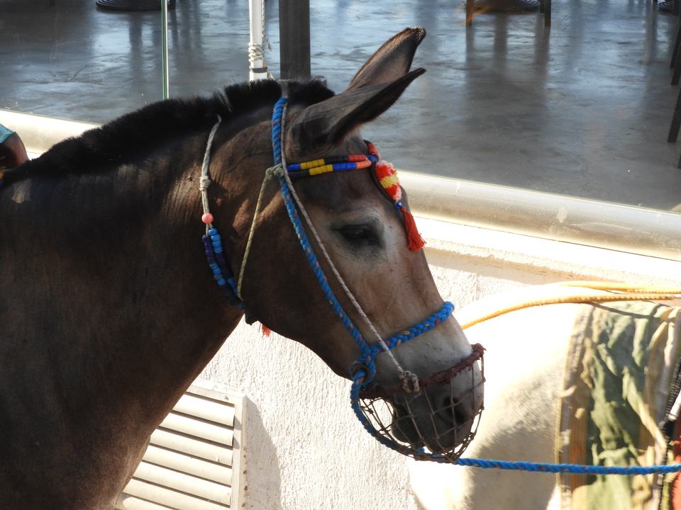 Âne avec bride colorée.