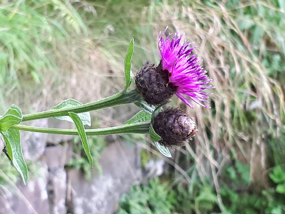 Gros plan de fleurs de chardon violet.