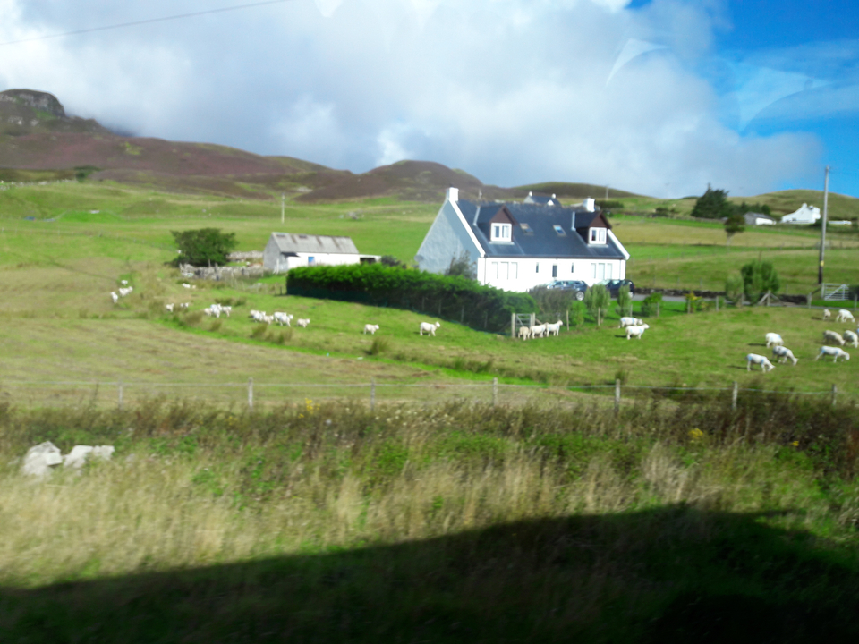 Campagne écossaise avec des moutons et une maison.