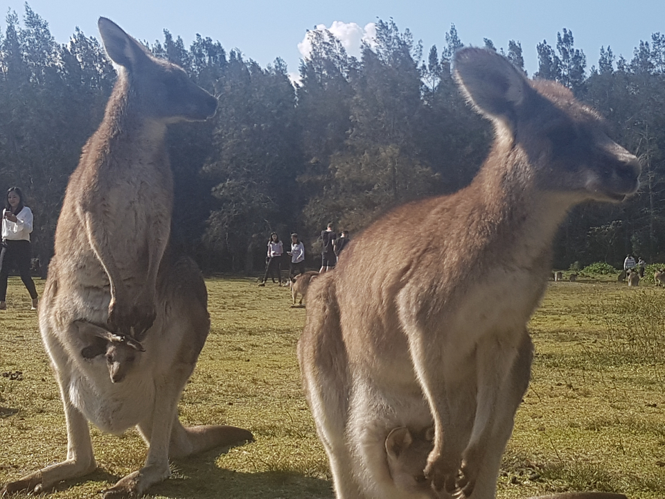 Kangaroos in a grassy area with people in the background.
