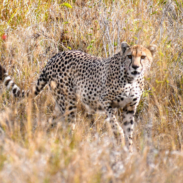 Un guépard marchant à travers les hautes herbes.