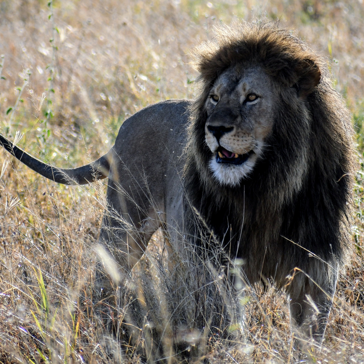 Un lion majestueux dans une plaine herbeuse.
