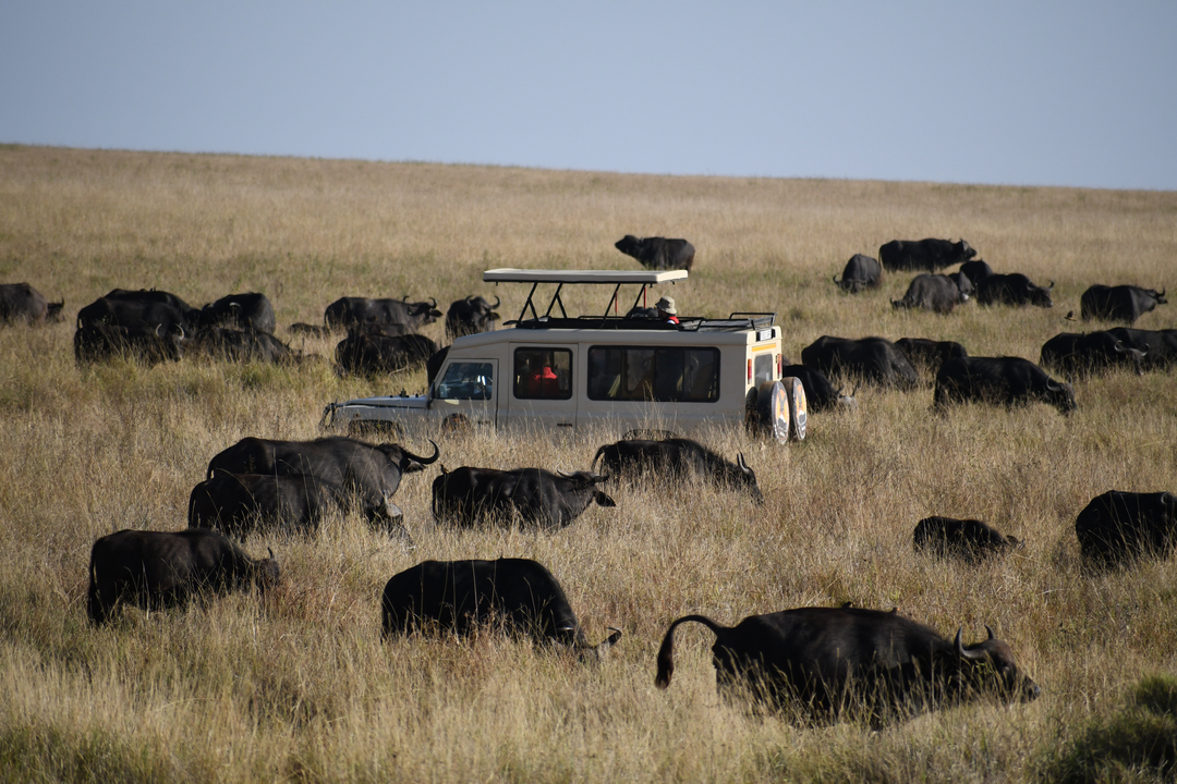 Un véhicule de safari entouré par un troupeau de buffles.