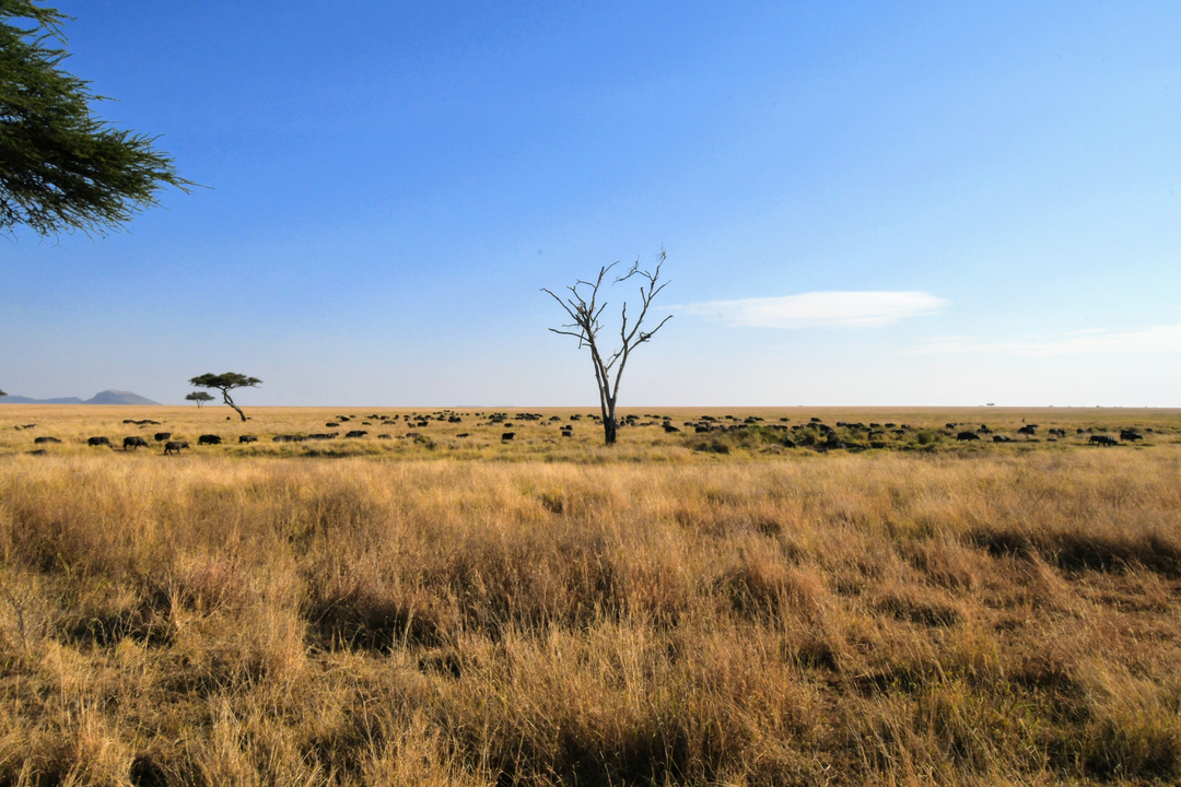 Un vaste paysage de savane africaine avec des arbres épars.