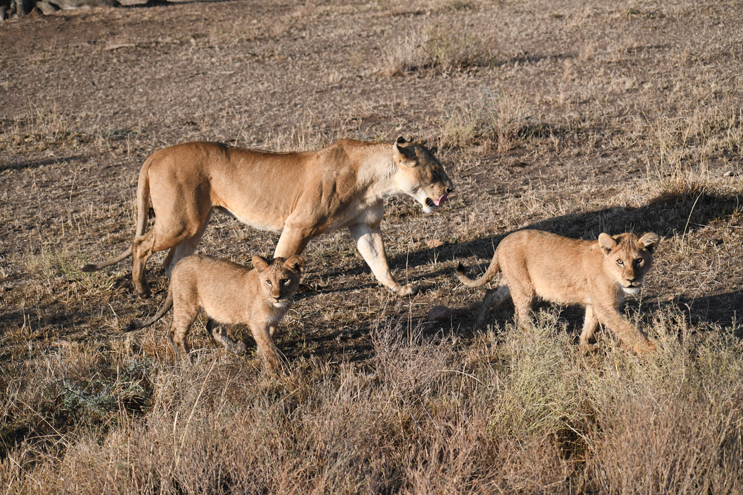 Lionne avec deux petits marchant dans la savane.