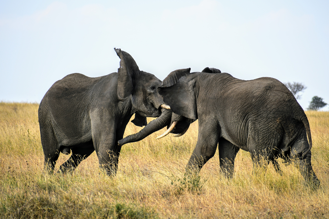 Deux éléphants qui se battent de façon ludique dans une prairie.