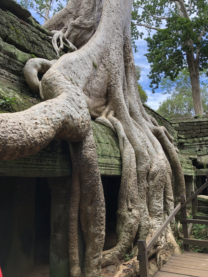 Grosses racines d'arbres poussant sur d'anciennes structures de pierre.