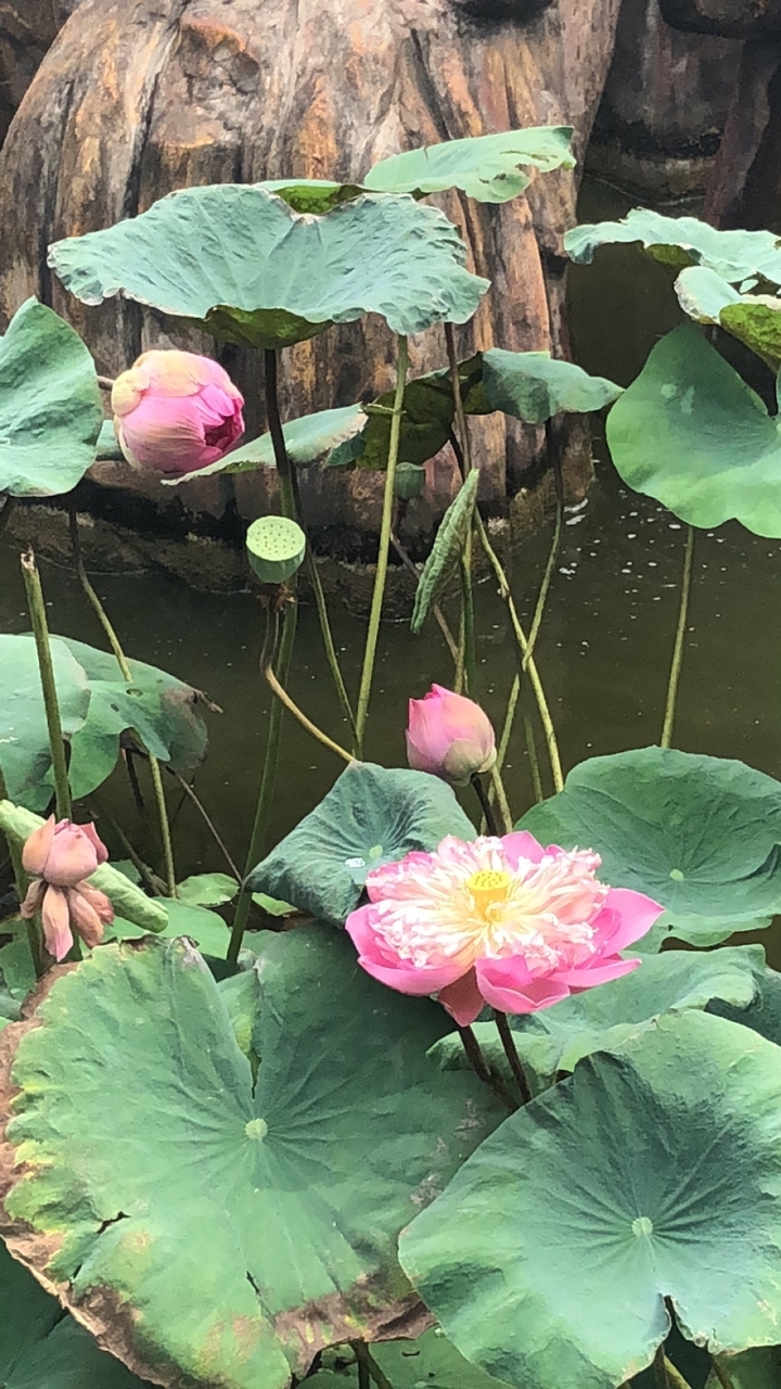 Gros plan de fleurs et bourgeons de lotus dans un étang.