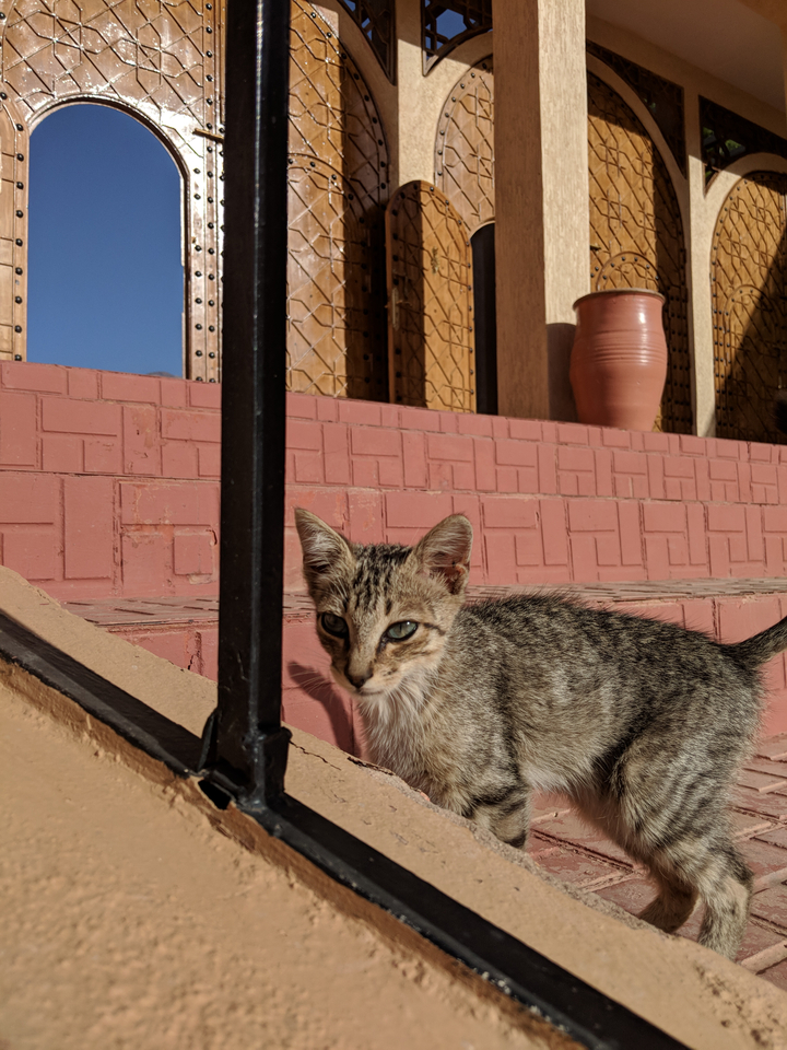Chat assis sur une marche carrelée à l'extérieur.