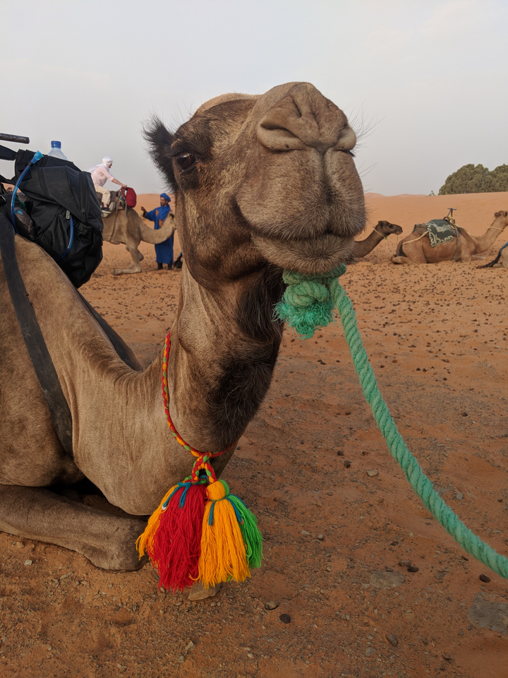 Gros plan d'un chameau dans le désert avec d'autres chameaux en arrière-plan.