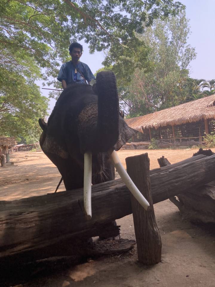 Un éléphant avec un cavalier sur son dos, incorrectement orienté.