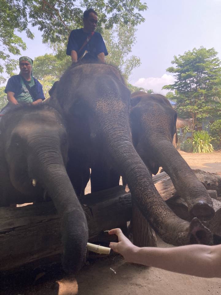 Des éléphants nourris par des gens, rotation incorrecte.