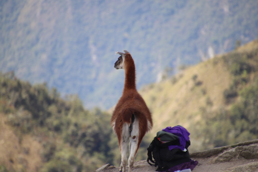 Vue arrière d'un lama sur fond de montagnes.