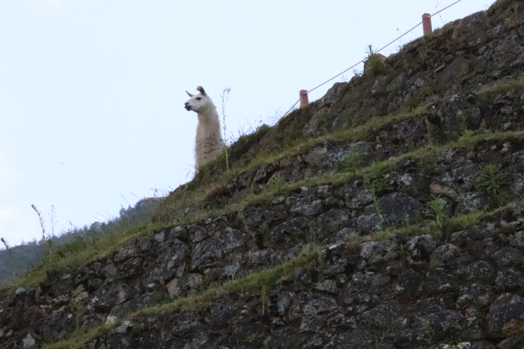Lama debout sur des collines en terrasses.