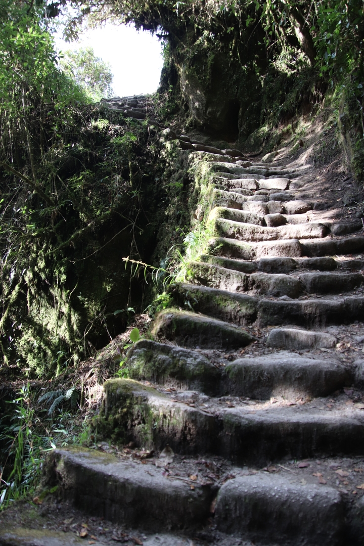 Marches en pierre à travers une zone forestière luxuriante.