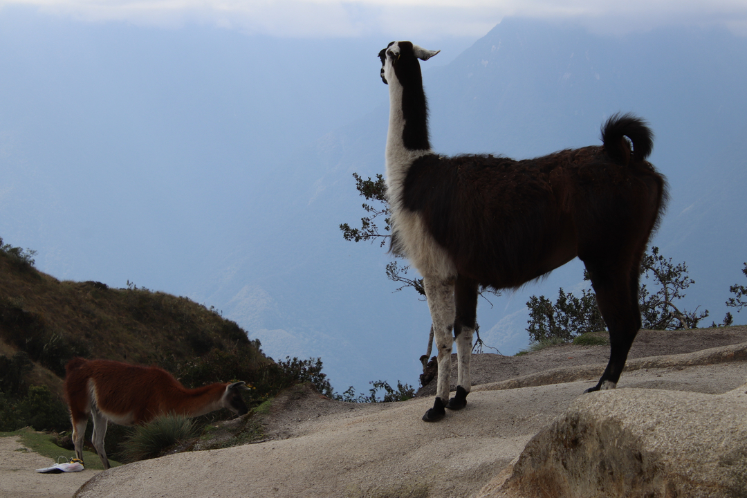 Des lamas sur un terrain accidenté surplombant une vallée brumeuse.