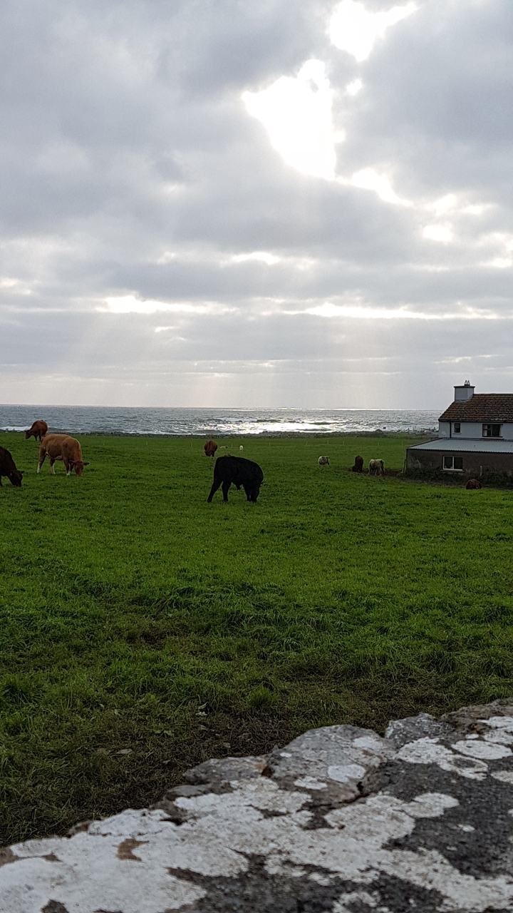 Champ avec des vaches près de l'océan.