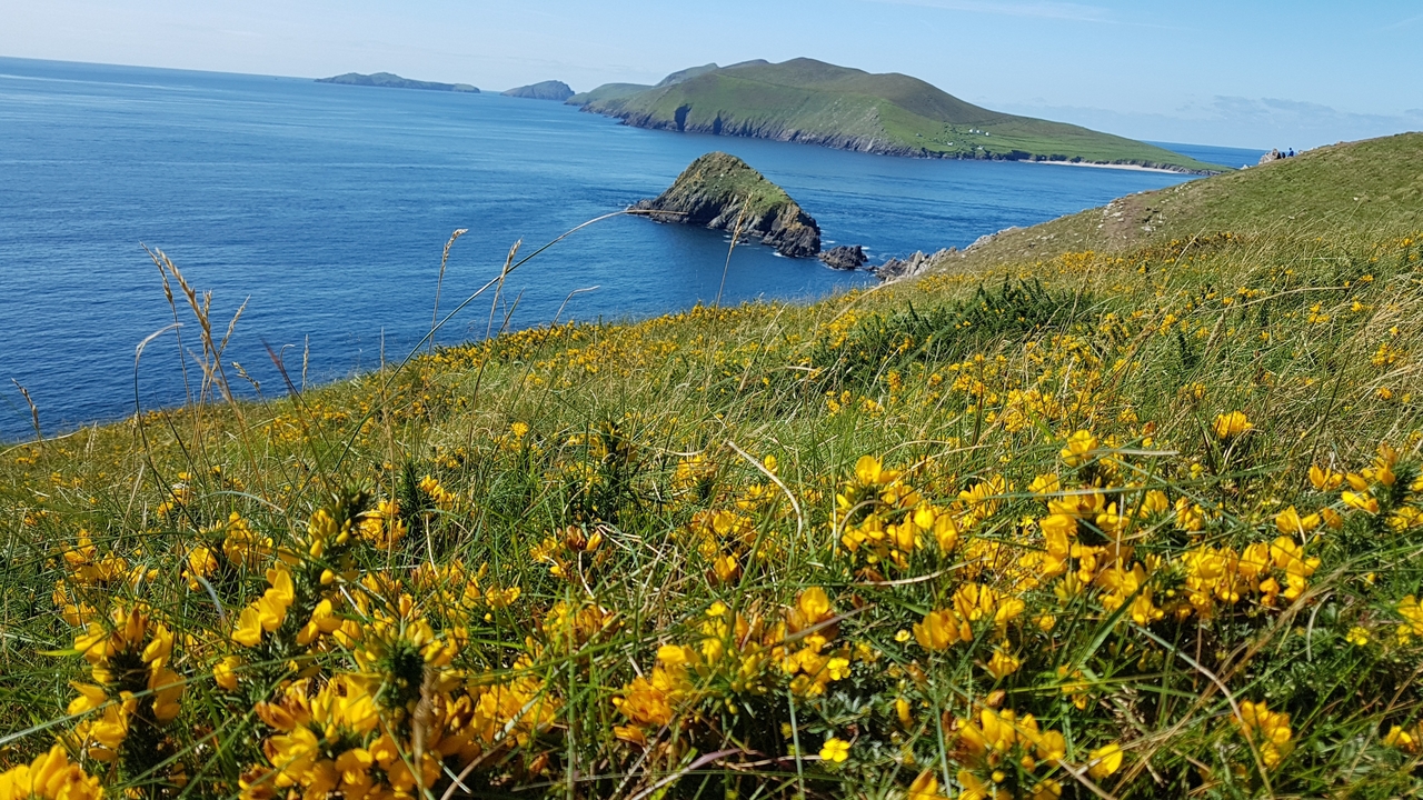 Paysage côtier avec des fleurs en fleurs.