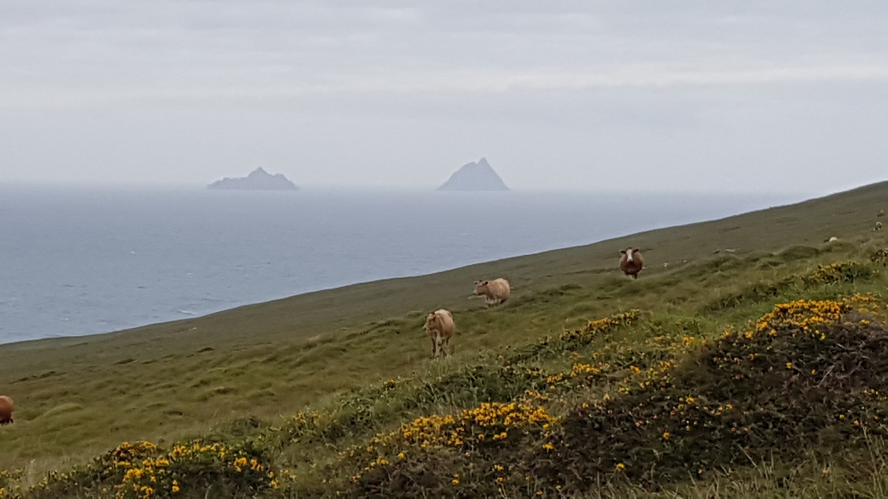 Coteau côtier avec des moutons au pâturage.
