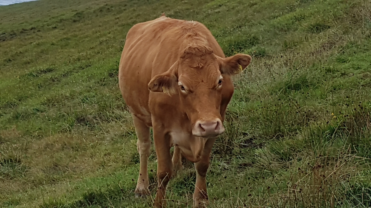 Gros plan d'une vache dans un champ.