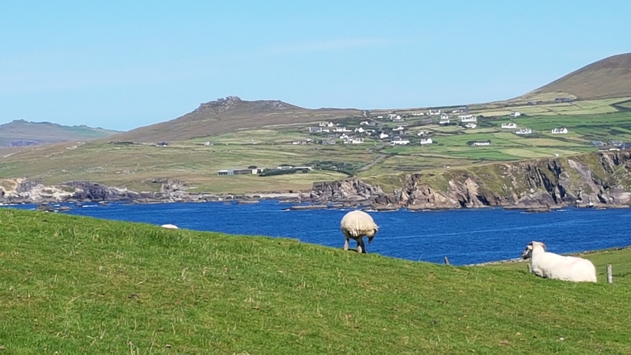 Des moutons qui broutent près de la côte avec la mer bleue.